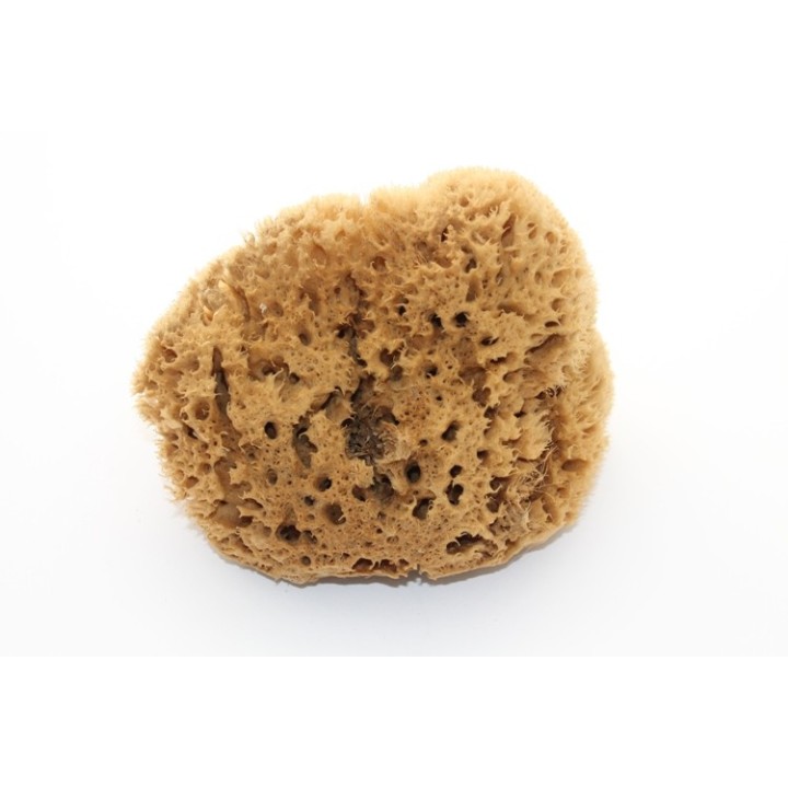 Éponge naturelle de mer 15/16 cm - OUTIFRANCE